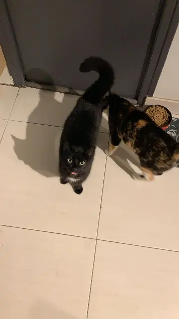 chatte lost   31210 Pointis-de-Rivière Chouquette
