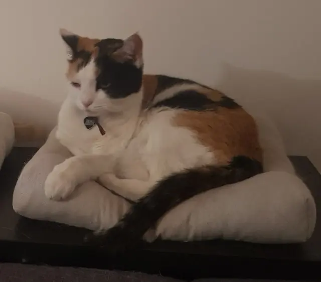 chatte lost   31270 Cugnaux Chouquette