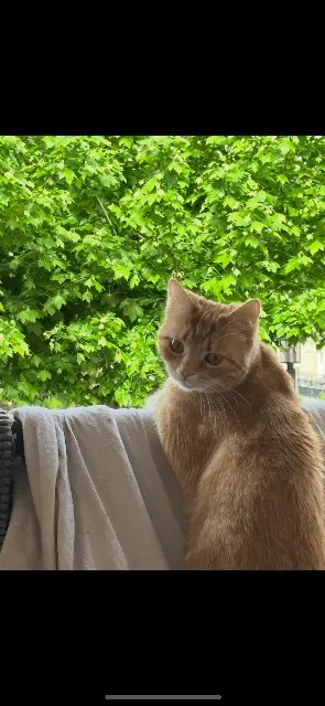 chatte lost   31320 Auzeville-Tolosane Chy