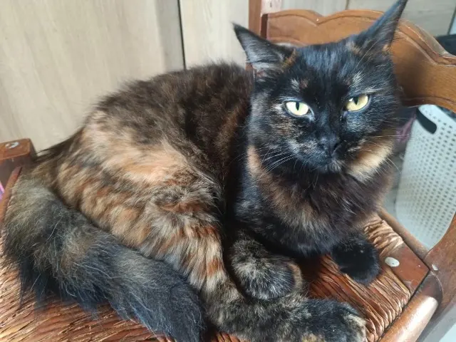 chatte lost   31350 Ciadoux Coca