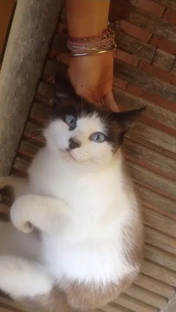 chatte lost   31380 Bazus Cookie