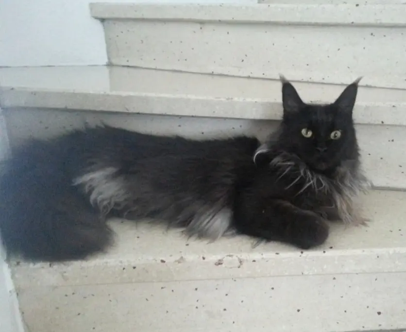 Chatte Perdue 31 Haute-Garonne - Darkness Chatte Perdue 31 Haute-Garonne - Darkness