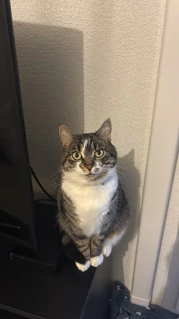 chatte lost   31320 Castanet-Tolosan Delta