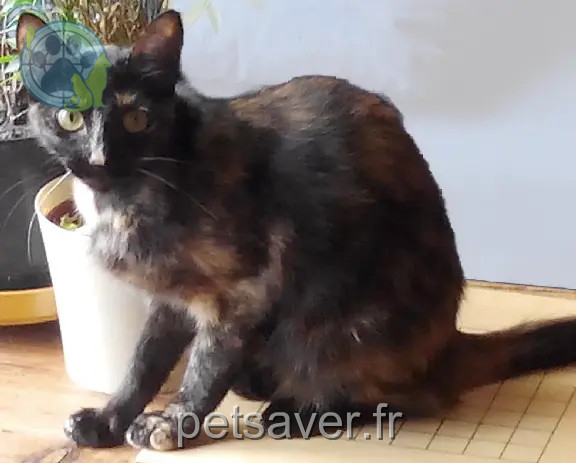 Chatte Perdue 31 Haute-Garonne - Eki Chatte Perdue 31 Haute-Garonne - Eki