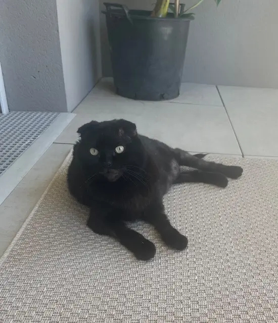 chatte lost   31240 L'Union Emy