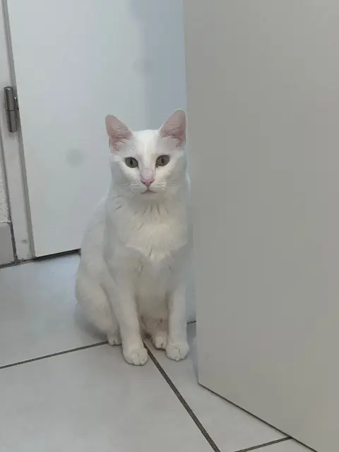 chatte lost   31150 Fenouillet Evolie