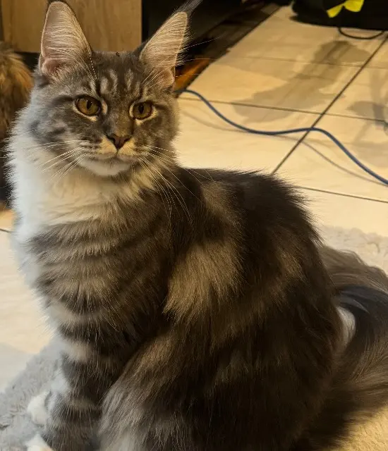 chatte lost   31830 Plaisance-du-Touch Fraise