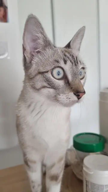 chatte lost   31270 Villeneuve-Tolosane Freya