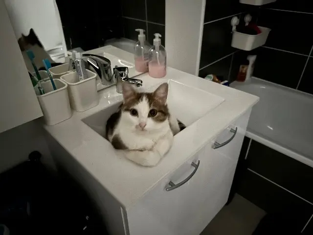 chatte lost   31830 Plaisance-du-Touch Gamora