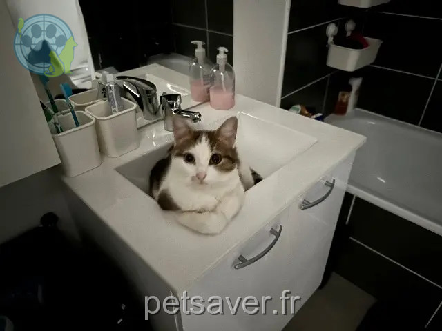 gatta persa 31830 Plaisance-du-Touch Gamora gatta lost 31830 Plaisance-du-Touch Gamora
