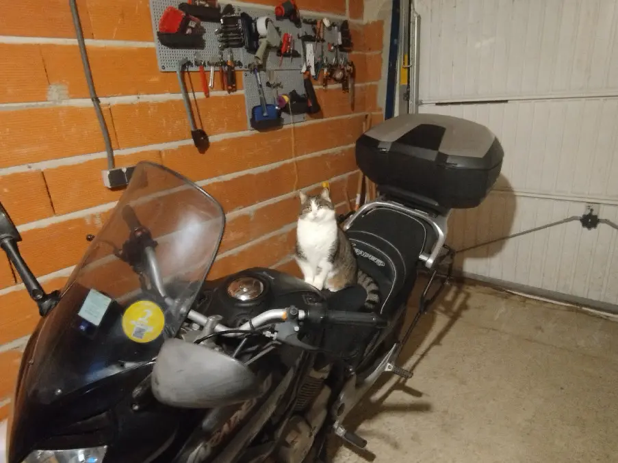 Chatte Perdue 31 Haute-Garonne - Ghanie Chatte Perdue 31 Haute-Garonne - Ghanie