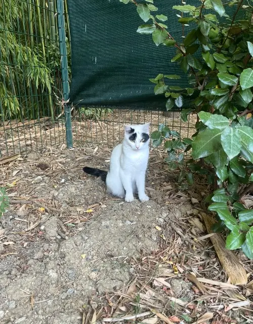 chatte lost   31290 Gardouch Harlem