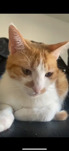 chatte perdue 31360 Mancioux Hela chatte lost 31360 Mancioux Hela