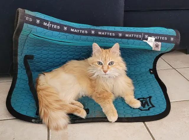 chatte lost   31660 Bessières Houna