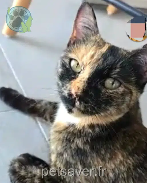 chatte lost   31340 Villemur-sur-Tarn Iris