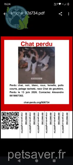 cat lost   31210 Montréjeau Isabelle