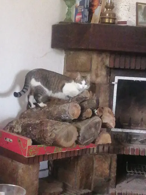chatte lost   31330 Larra Jasmine