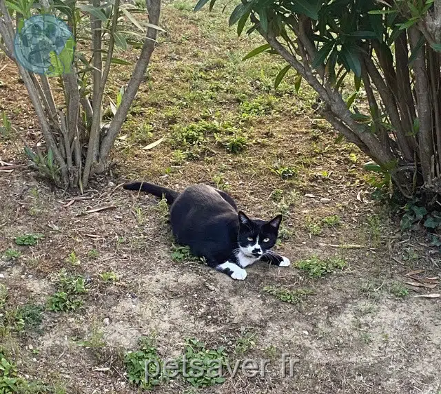 gata lost   31860 Labarthe-sur-Lèze Jenny