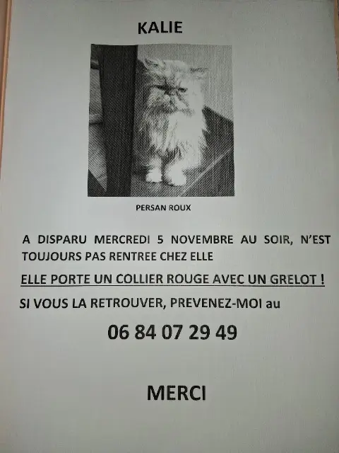 chatte lost   31600 Muret Kalie