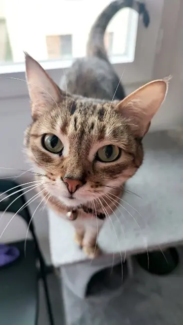 chatte lost   31170 Tournefeuille Karma