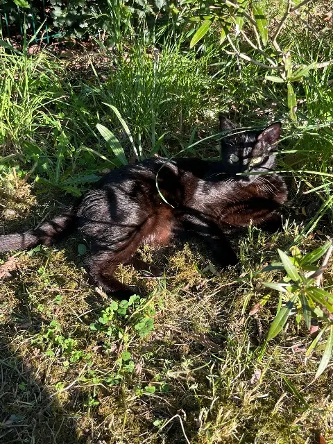 chatte lost   31880 La Salvetat-Saint-Gilles Kessy