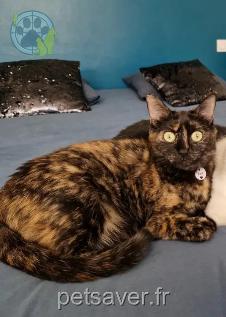 Katze vermisst 31490 Léguevin Kira Katze lost 31490 Léguevin Kira