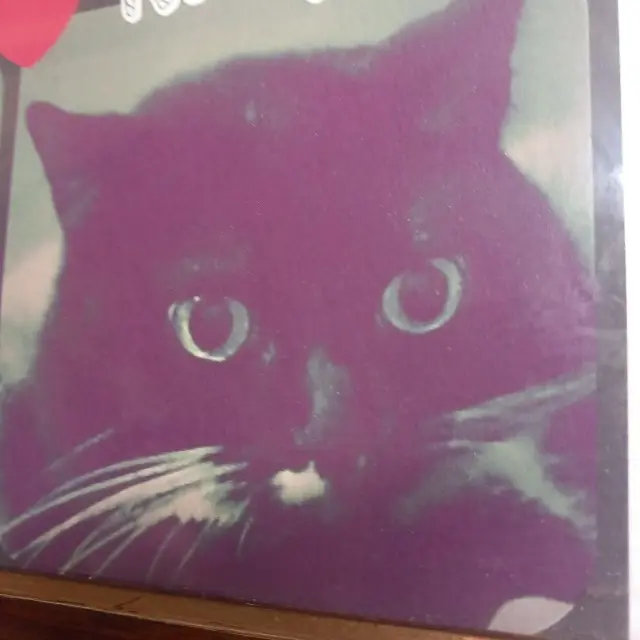 chatte lost   31770 Colomiers Kitty