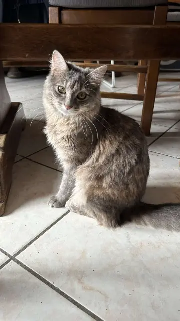 chatte lost   31800 Larcan Kyra