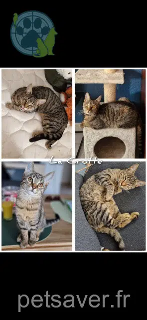 chatte lost   31840 Seilh Lacrotte