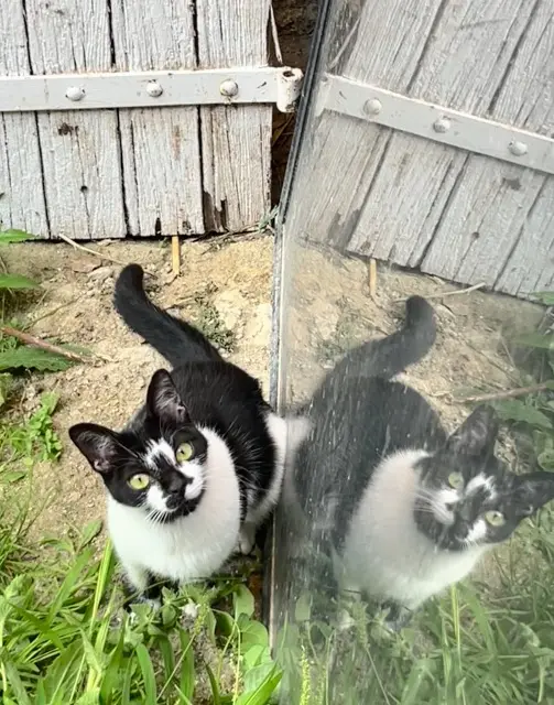 chatte lost   31250 Revel Lili