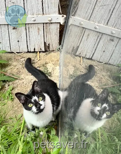chatte perdue 31250 Revel Lili chatte lost 31250 Revel Lili