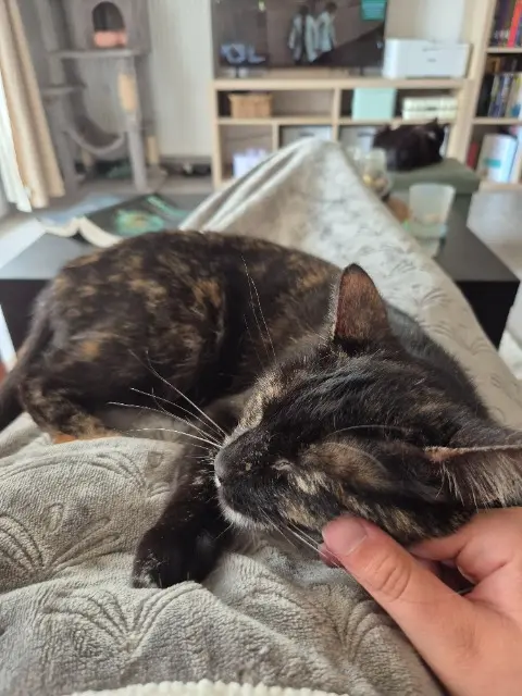 chatte lost   31850 Montrabé Lily