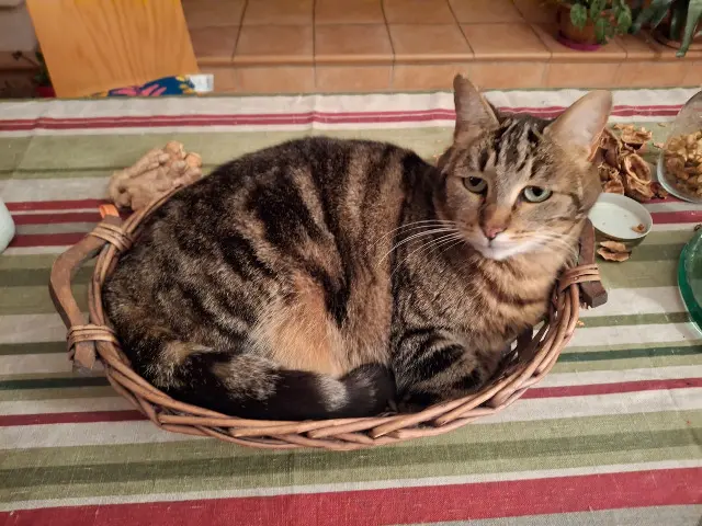chatte lost   31320 Auzeville-Tolosane Litchi