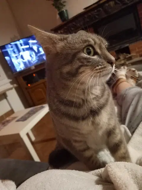 chatte lost   31370 Rieumes Lola