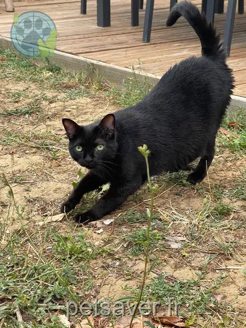 chatte lost 31830 Plaisance-du-Touch Louna