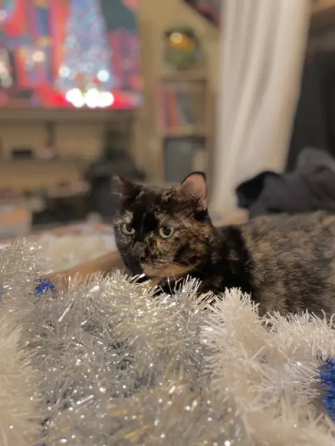 chatte lost   31110 Bagnères-de-Luchon Louna