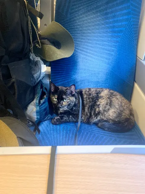 chatte lost   31110 Bagnères-de-Luchon Louna