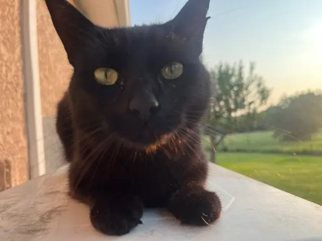 chatte lost   31270 Cugnaux Luna