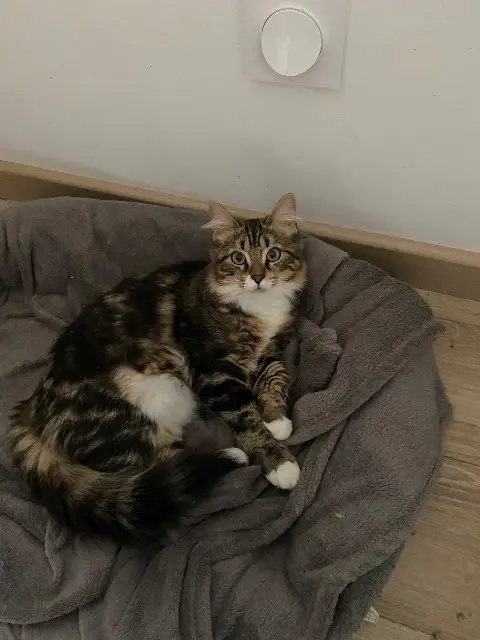 chatte lost   31340 La Magdelaine-sur-Tarn Luna