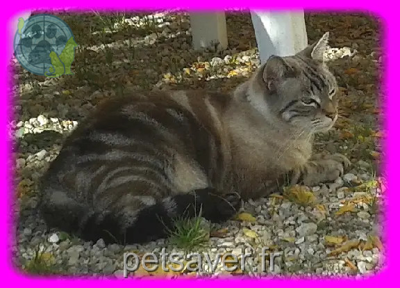Chatte Perdue 31 Haute-Garonne - Luna Chatte Perdue 31 Haute-Garonne - Luna