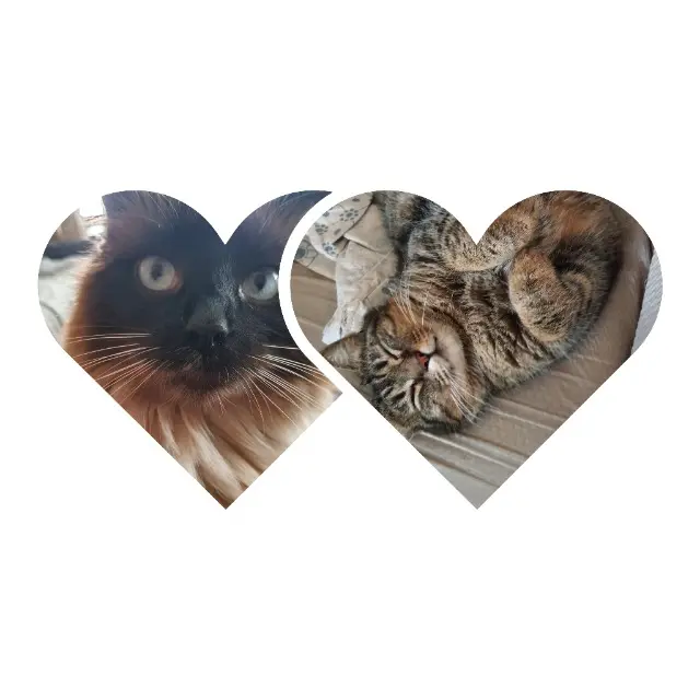 chatte lost   31270 Villeneuve-Tolosane Marie