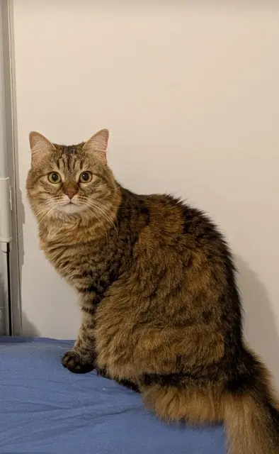 chatte lost   31240 Saint-Jean Marley