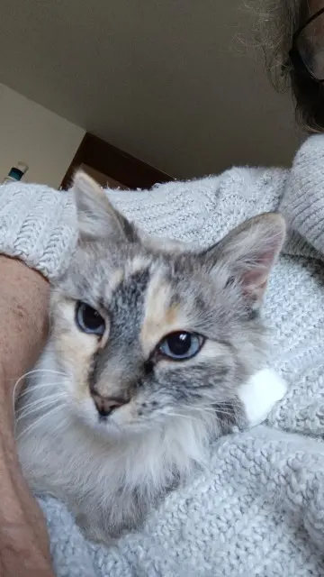 chatte lost   31430 Marignac-Lasclares Mary