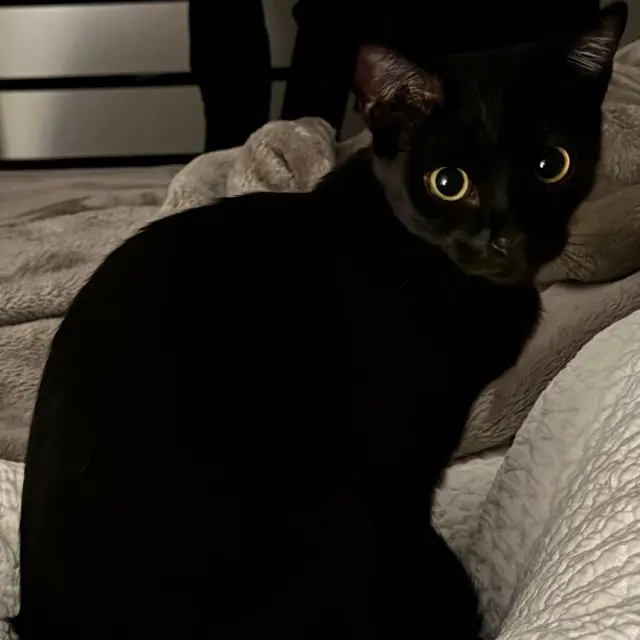 chatte lost   31450 Pouze Maya