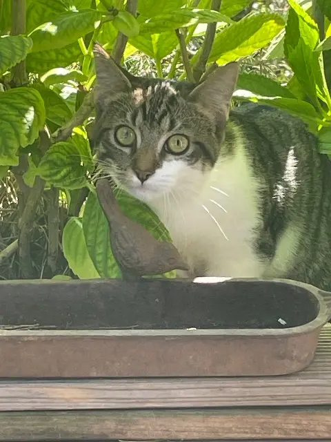 chatte lost   31600 Muret Maya