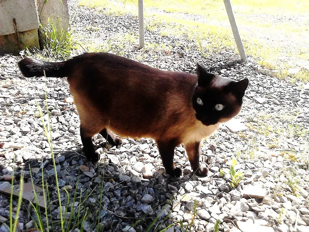 Chatte Perdue 31 Haute-Garonne - Maïa Chatte Perdue 31 Haute-Garonne - Maïa