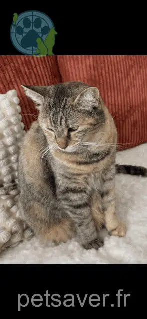chatte lost   31770 Colomiers Miamiaou