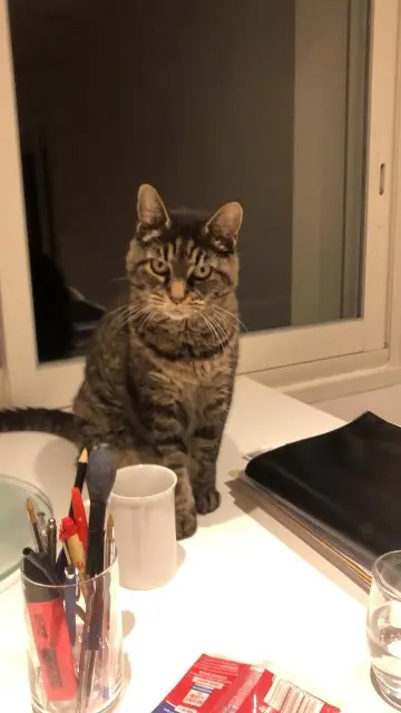 chatte lost   31180 Rouffiac-Tolosan Mika