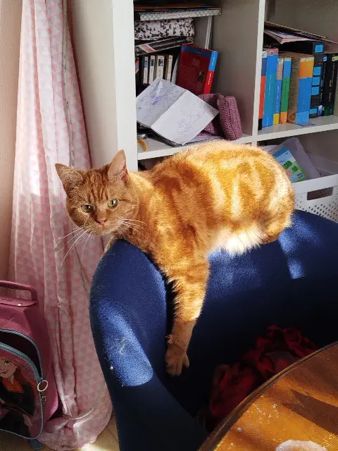 chatte lost   31290 Villefranche-de-Lauragais Mila