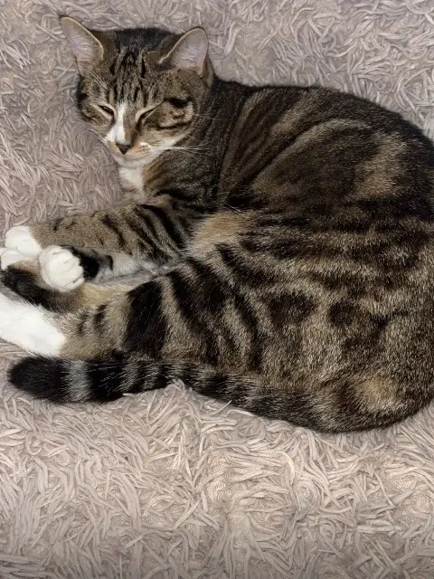 chatte lost   31830 Plaisance-du-Touch Mila